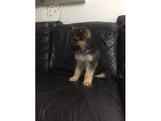 Boy German Shepards Έτοιμο